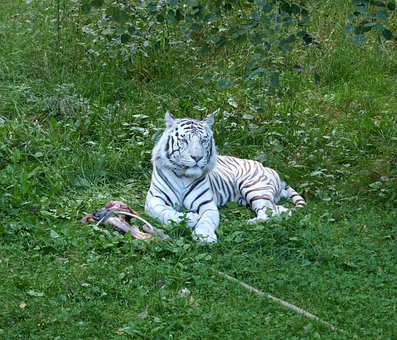 Tiger, Weißer Tiger, White, Katze