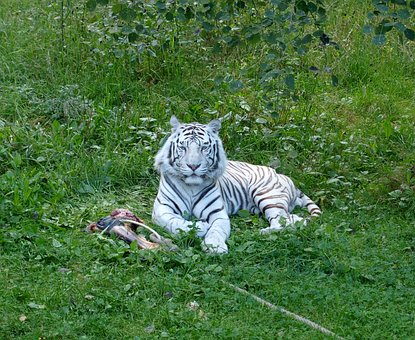 Tiger, Weißer Tiger, White, Katze