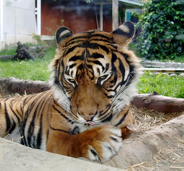 Tiger, Katzenartig, Raubtier, Zufrieden