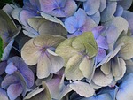 bloom, hydrangea, flower