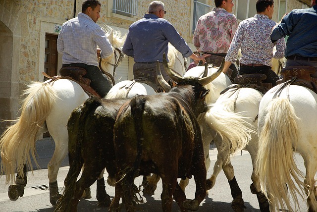 Free Camargue Bulls photo and picture