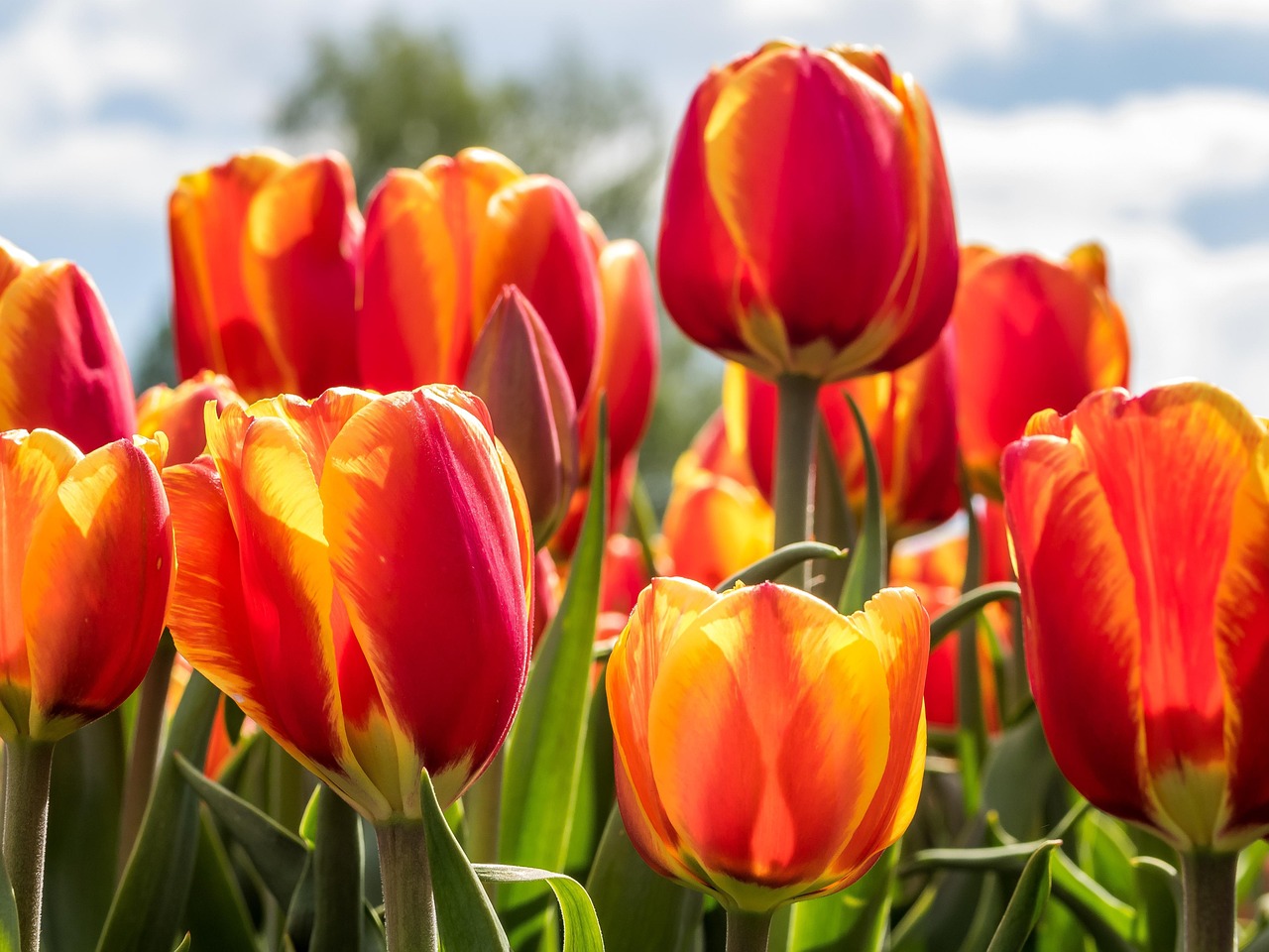 Tr dg rd Blommor Tulpaner Gratis Foto P Pixabay Tr dg rd Blommor Tulpaner Gratis Foto P Pixabay