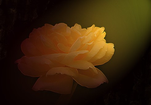 Free Flower Rose illustration and picture