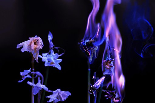 Free Narcissus Flower photo and picture