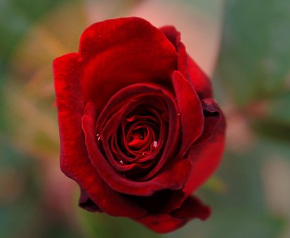 Free Rose Flower photo and picture