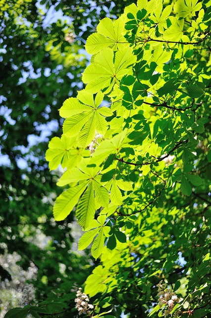 Kastanie, Baum, Kann, Blätter, Ukraine
