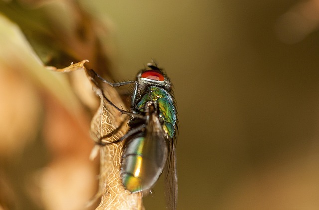 Fly Insect Nature - Free photo on Pixabay