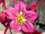 blossom, bloom, pink