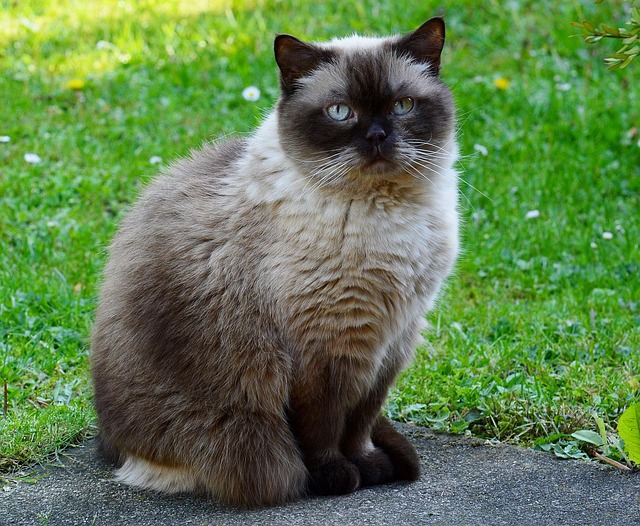 chat-british-shorthair-de-race-photo-gratuite-sur-pixabay-pixabay