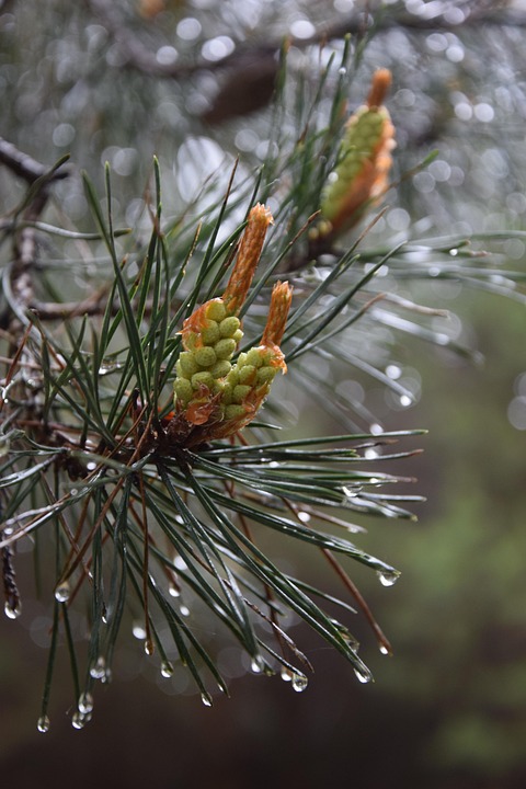松 雨 木 クローズ - Pixabayの無料写真 - Pixabay