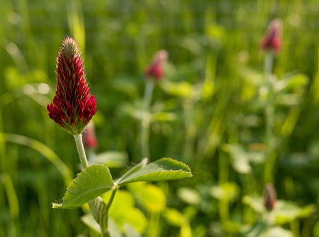 Free Clover Red photo and picture