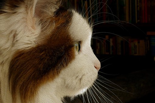 Gato, Animal, Bicho De Estimação
