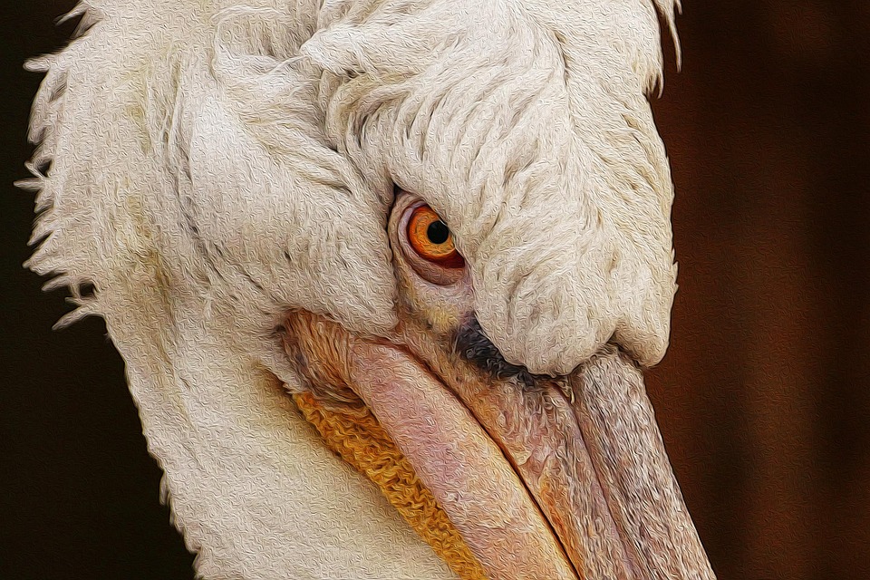 Pelikan Bird Nature Water · Free photo on Pixabay