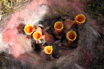 bird's nest, nest, great tits