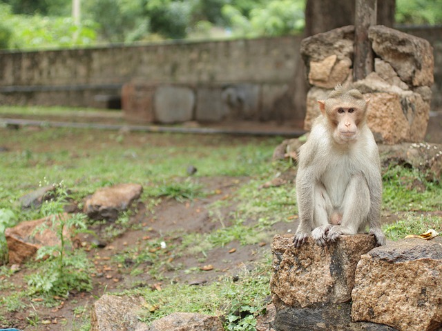 Free Monkey Animal photo and picture