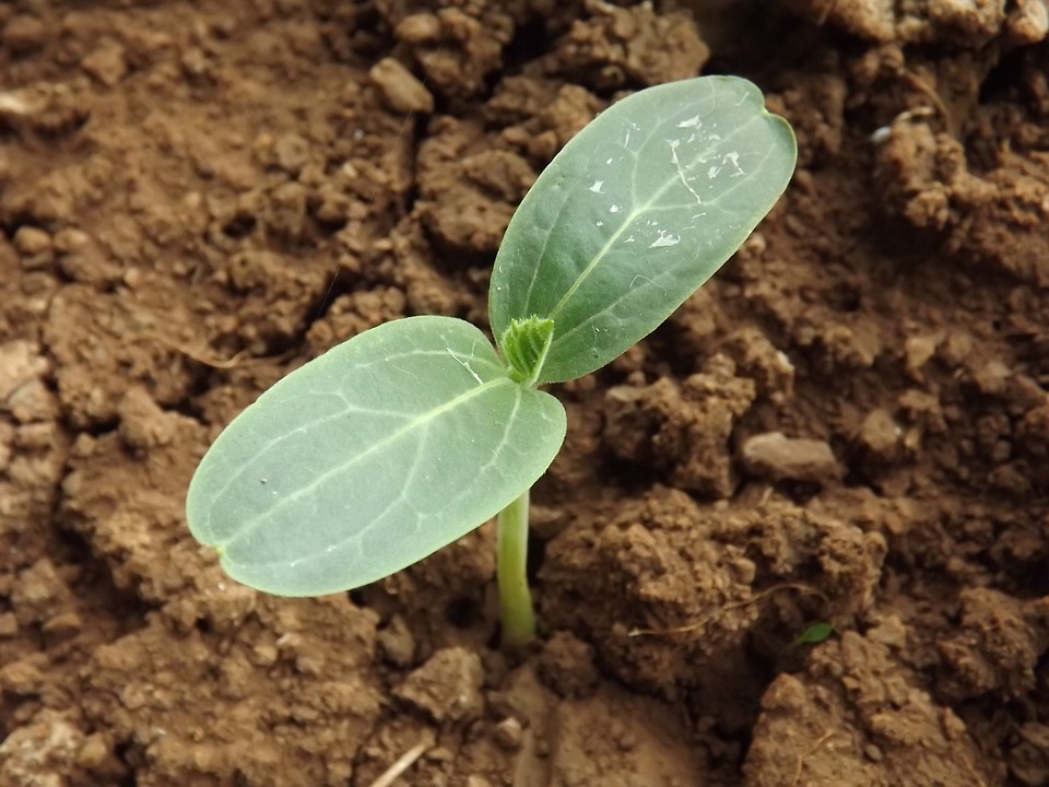 gord plant