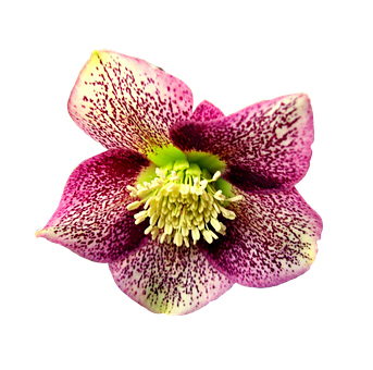 Blume, Rose, Rosa Blume, Garten, Natur