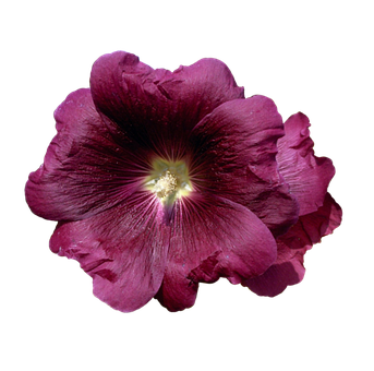 Malve, Blume, Garten, Natur, Blühen