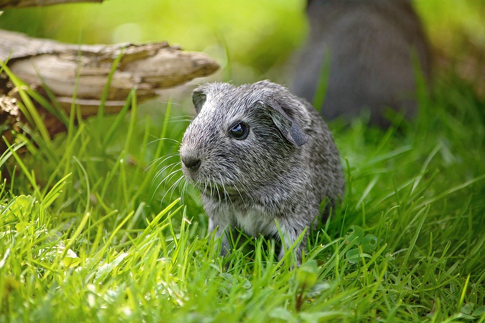 can guinea pigs eat sage