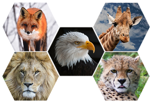 Tiere, Tierwelt, Natur, Wild, Zoo