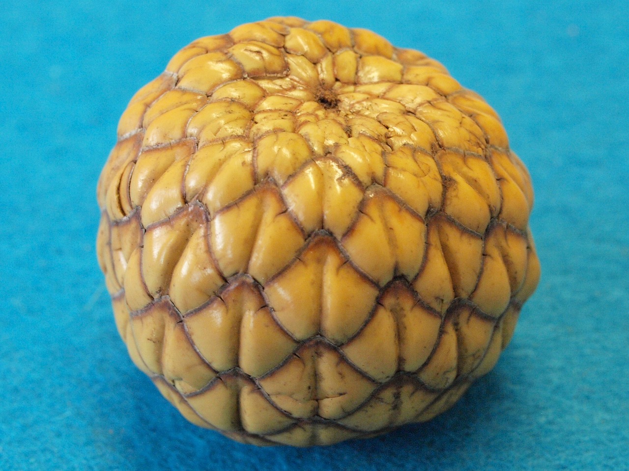 rumbia fruit, metroxylon warburgii, indonesia, vanuatu sago palm, sago
