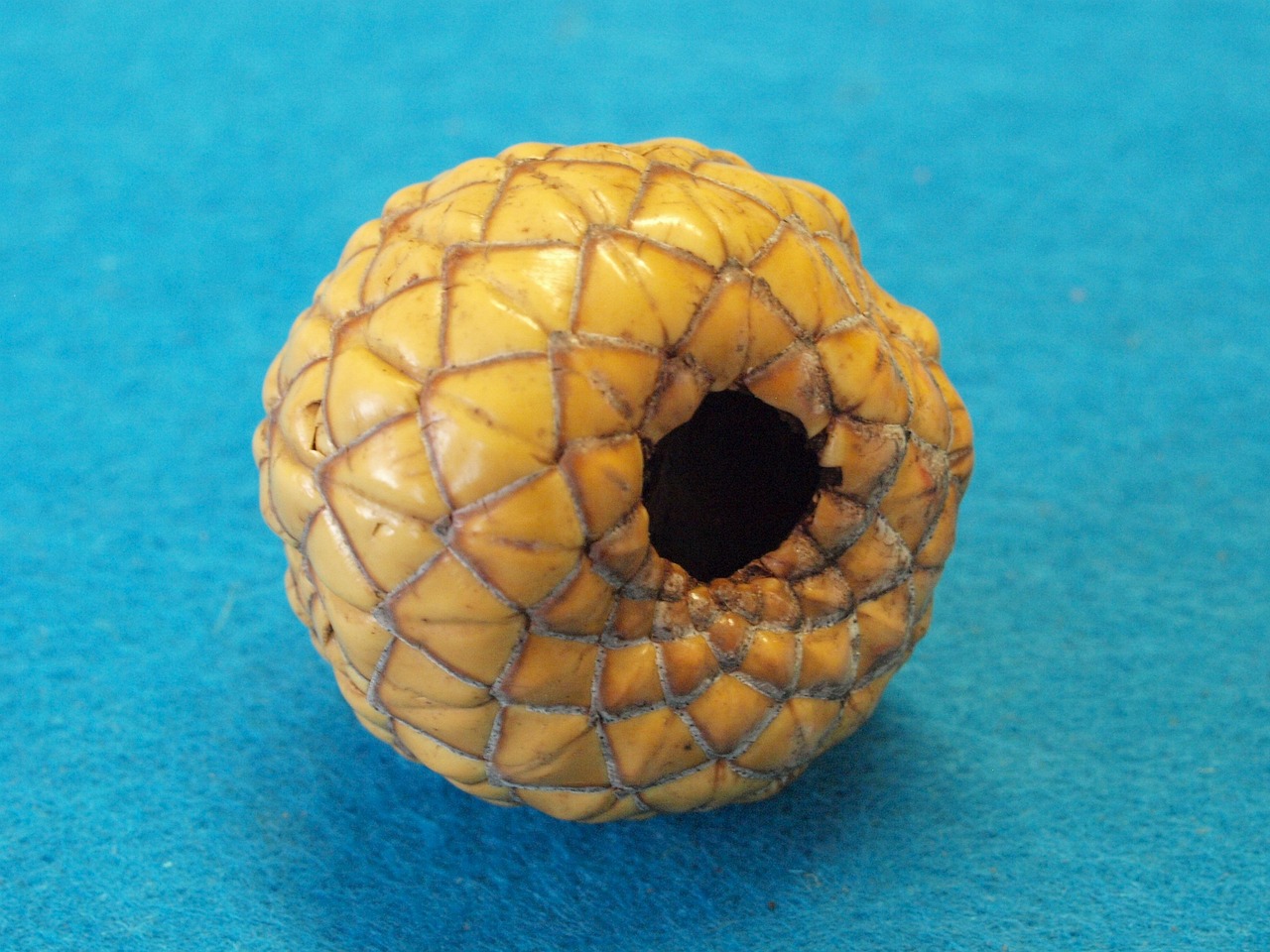 rumbia fruit, metroxylon warburgii, indonesia, vanuatu sago palm, sago, indonesia, sago, sago, sago, sago, sago