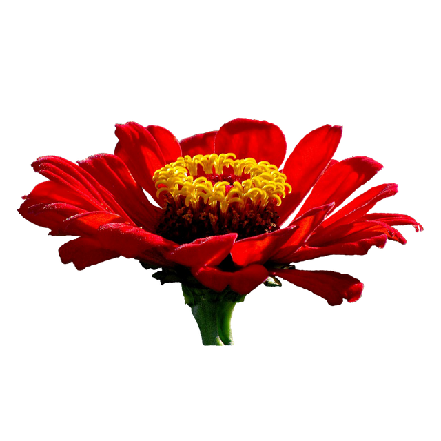 Blume, Zinnie, Rot, Garten, Voller Blüte