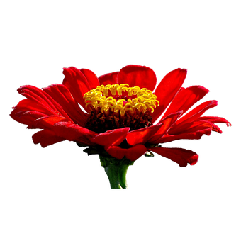 Blume, Zinnie, Rot, Garten, Voller Blüte