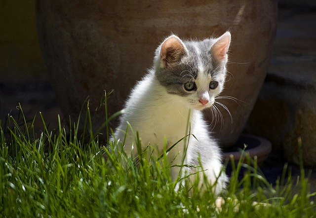 Free Cat Kitten photo and picture
