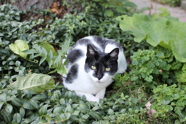 Free Cat Black photo and picture
