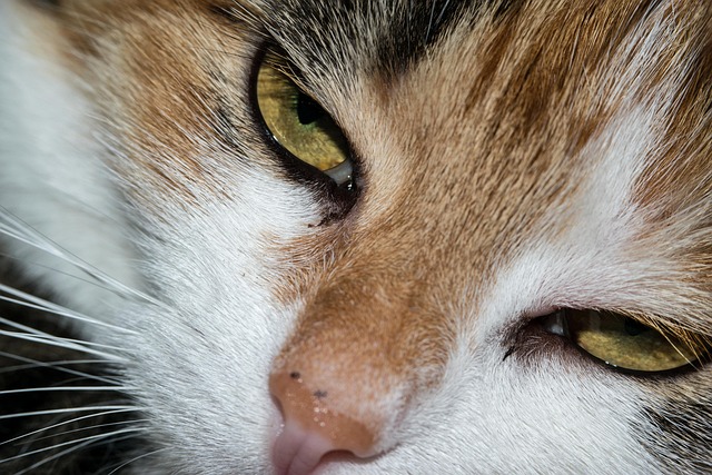 😻 cat eye pictorial 😻 so here it is.. cat eye... Cat Eye Cat'S - Free photo on Pixabay - Pixabay