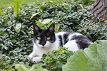 cat, black, white