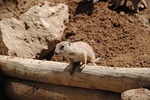 lemming, desert, eye