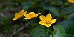 caltha palustris, flowers, yellow