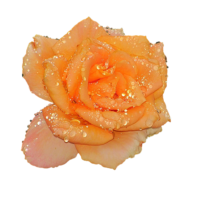 Rose, Wassertropfen, Voller Blüte, Gelb