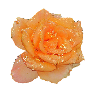 Rose, Wassertropfen, Voller Blüte, Gelb