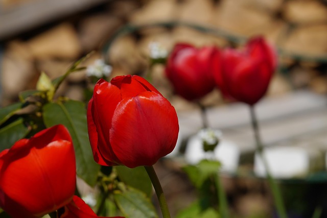 Garten, Blume, Tulpe, Pflanzen, Sommer