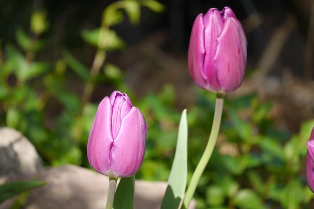 Garten, Blume, Tulpe, Pflanzen, Sommer