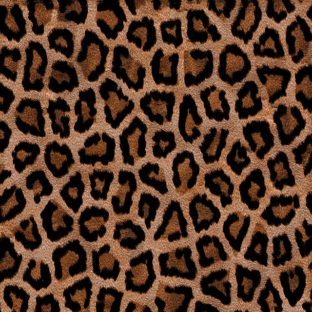 Download free HD stock image of Background Leopard Free background leopard animal illustration