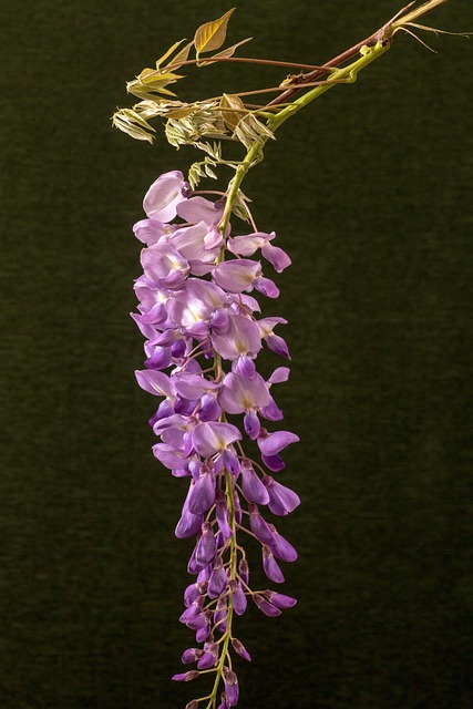 blossom, bloom, wisteria, macro, violet, spring flower, wisteria, wisteria, wisteria, wisteria, wisteria