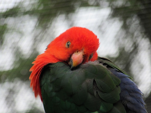 Free Birds Animals photo and picture