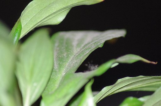 Plante, Blade, Grøn, Tæt På, Natur, Blad