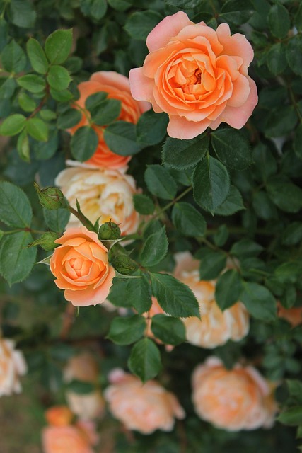 Free Tea Rose Rose photo and picture