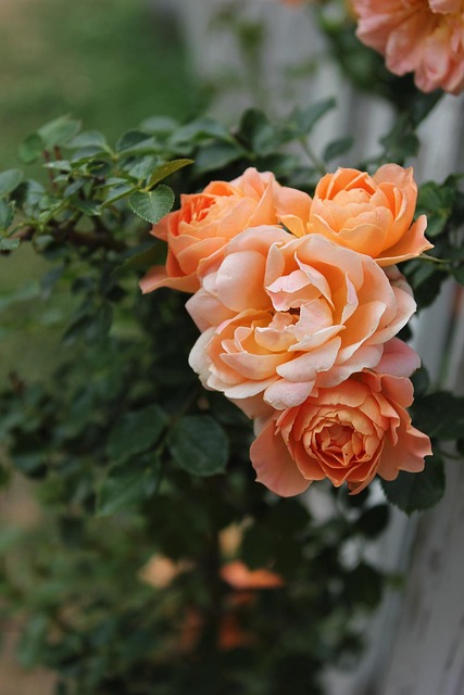 Free Tea Rose Rose photo and picture