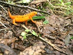 newt, eastern newt, red eft