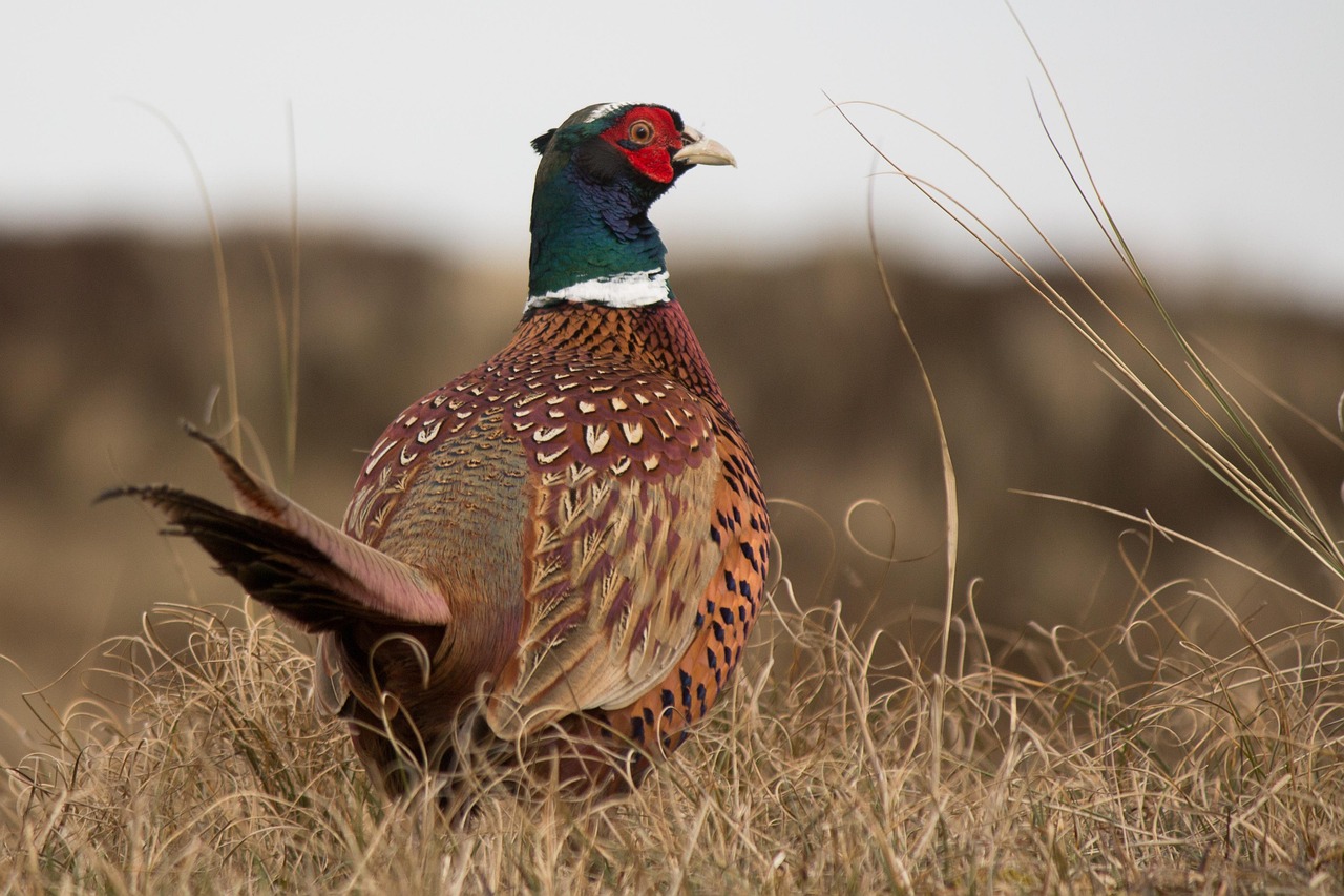 Pheasant Male Phasianus Colchicus Free photo on Pixabay Pheasant Male Phasianus Colchicus Free photo on Pixabay