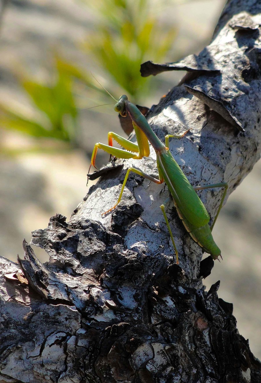 Mantis Insecto Animales Insectos Mantis Religiosa - Foto gratis en Pixabay - Pixabay