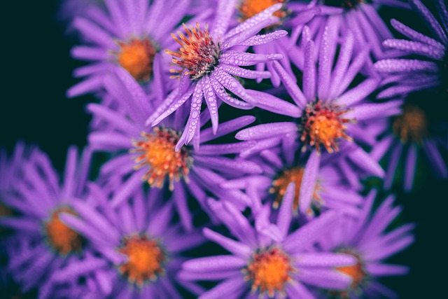 Free Flowers Pink photo and picture