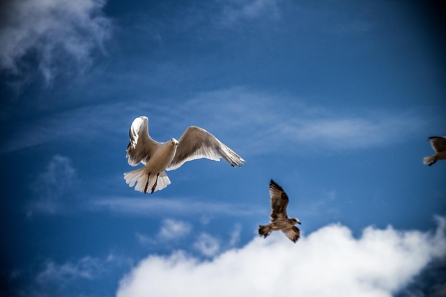 Free Sea Gull Bird photo and picture