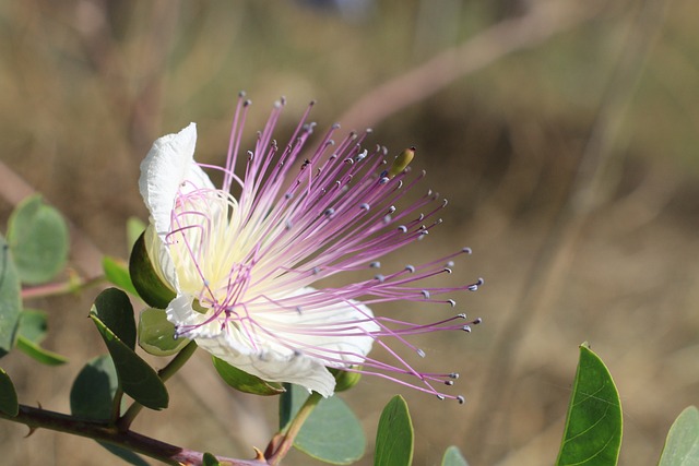 Kapre, Blomstre, Blomst